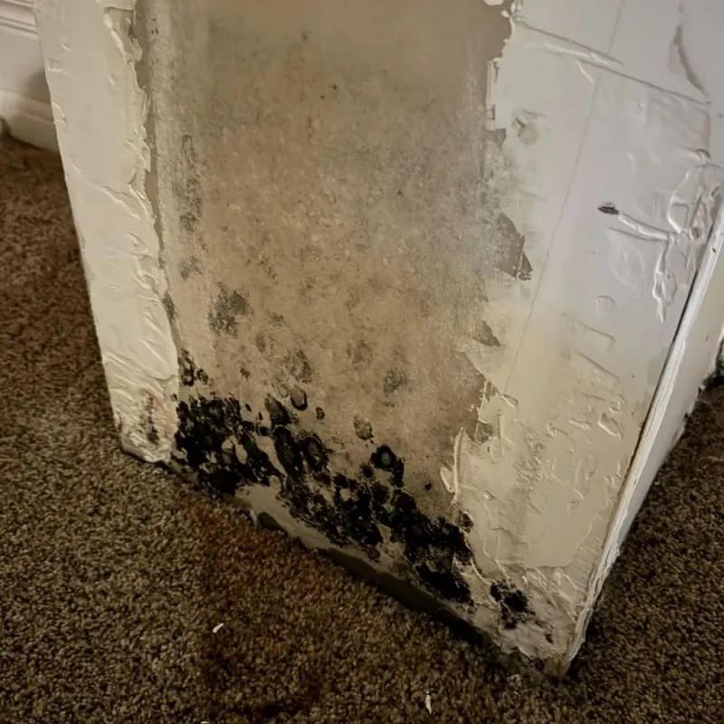 Professional Mold Removal in Rock Island, IL